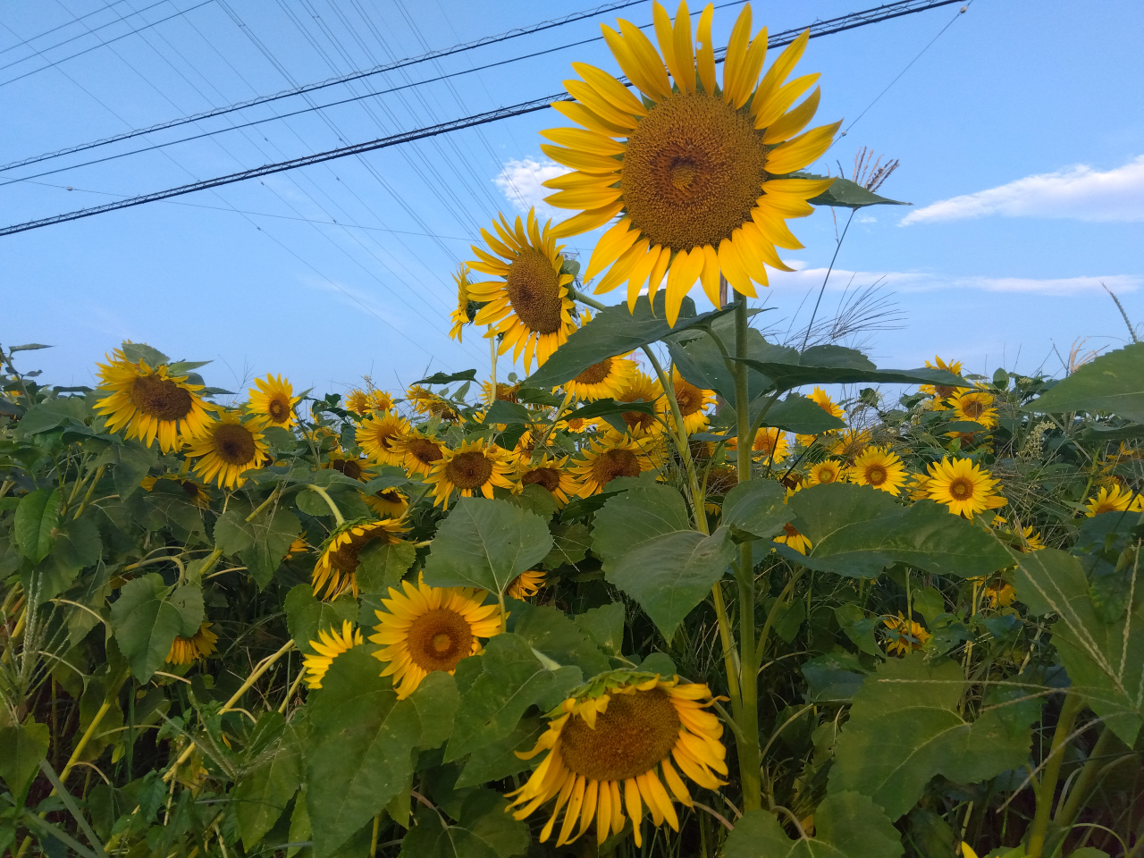 ひまわり